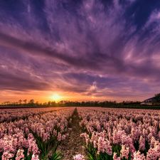 Hyacinths, Field, Sunrise, clouds, Pink, plantation