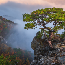 Fog, clouds, rocks, pine, Mountains