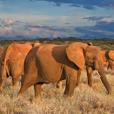 clouds, Elephants, savanna