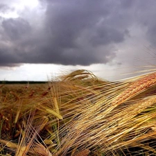 Clouds, Sky, Ears, cereals, folded