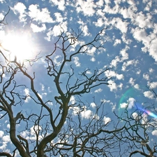 clouds, trees, Sky