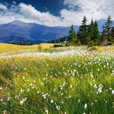 woods, Meadow, clouds, Spring, Mountains, Flowers