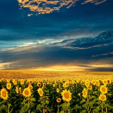 clouds, Field, sunflowers