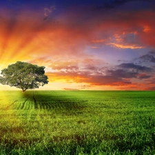 clouds, trees, sun, Meadow, west