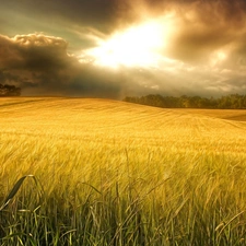 clouds, Field, wheat
