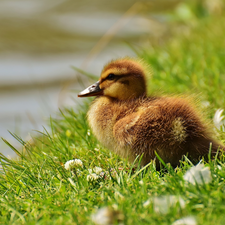 grass, clover, duck, Ducky, small