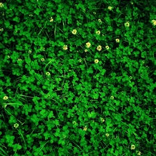 Green, clover