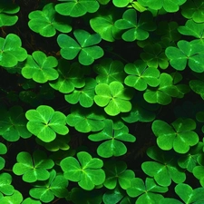 Clovers