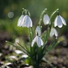 cluster, snowdrops, Flowers