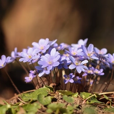 Liverworts, lilac, Flowers, cluster