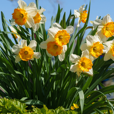 cluster, Flowers, narcissus