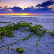 coast, Plants, sun, sea, east