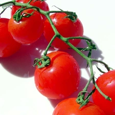 tomatoes, cocktail