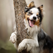 tongue, trees, Border Collie, muzzle, dog