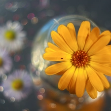 color, Bokeh, Yellow, Colourfull Flowers, Marigold
