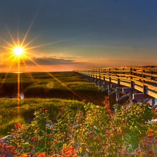 color, Bush, wooden, bridge, summer