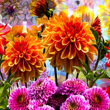 Flowers, dahlias, graphics, color