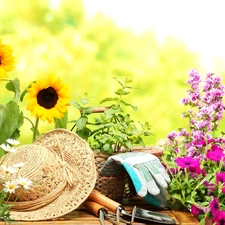 color, Flowers, chamomile, Hat, Nice sunflowers