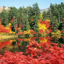 color, Leaf, trees, viewes, lake