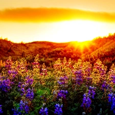 Flowers, lupine, Meadow, color, rays of the Sun