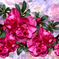 Flowers, Colorful Background, graphics, Camellias
