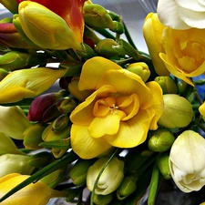 freesia, small bunch, Colorful