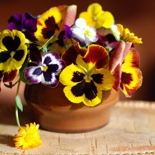 pansies, small bunch, Colorful