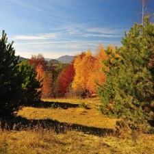 viewes, forest, colors, autumn, gamut, trees