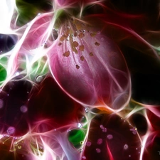 colors, Fractalius, Flowers