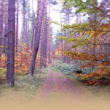 colors, autumn, forest