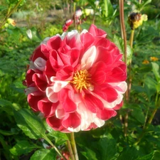 Leaf, white and Red, Colourfull Flowers