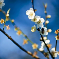 Colourfull Flowers, apple