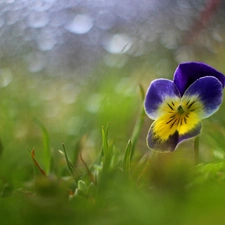 Bokeh, pansy, Colourfull Flowers