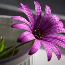 bowl, Violet, Colourfull Flowers