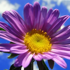 clouds, Violet, Colourfull Flowers