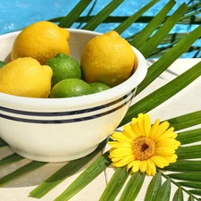 Colourfull Flowers, composition, limes, bowl, lemons