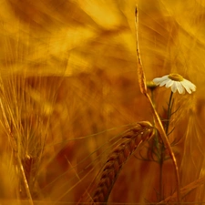 corn, chamomile, Colourfull Flowers