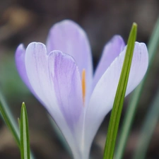 Colourfull Flowers, crocus