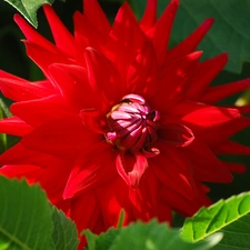 Colourfull Flowers, Dalia