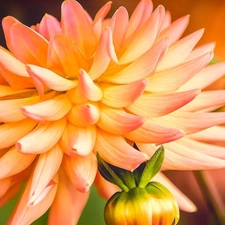 Colourfull Flowers, Dalia