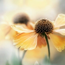 Helenium, Yellow, Colourfull Flowers