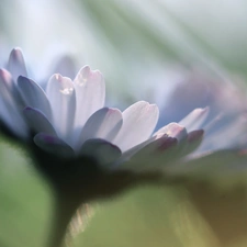 flakes, daisies, Colourfull Flowers