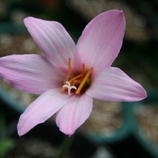 Colourfull Flowers