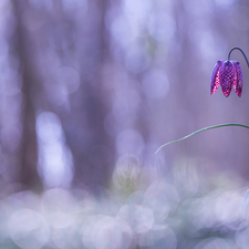 blur, Colourfull Flowers, Fritillaria meleagris