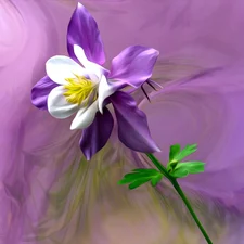 graphics, Colourfull Flowers, Aquilegia Vulgaris