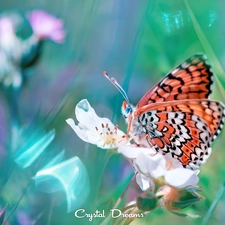 butterfly, Colourfull Flowers, Close, White