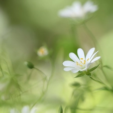 Cerastium, Colourfull Flowers, rapprochement, White