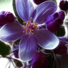 Colourfull Flowers, Fractalius