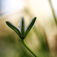 Fractalius, White, Colourfull Flowers