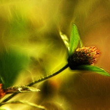 Colourfull Flowers, Fractalius